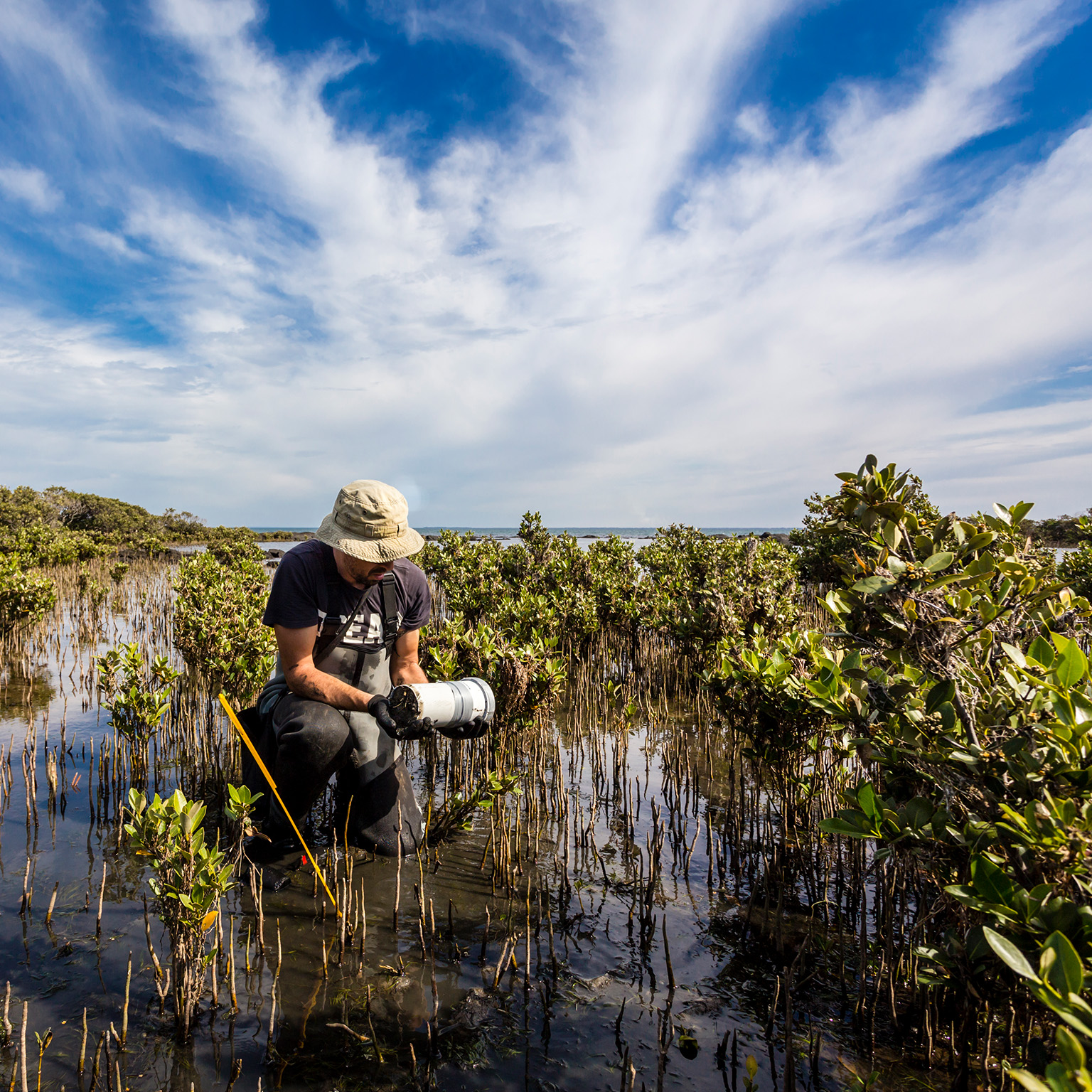 Scientist collecting a sediment core