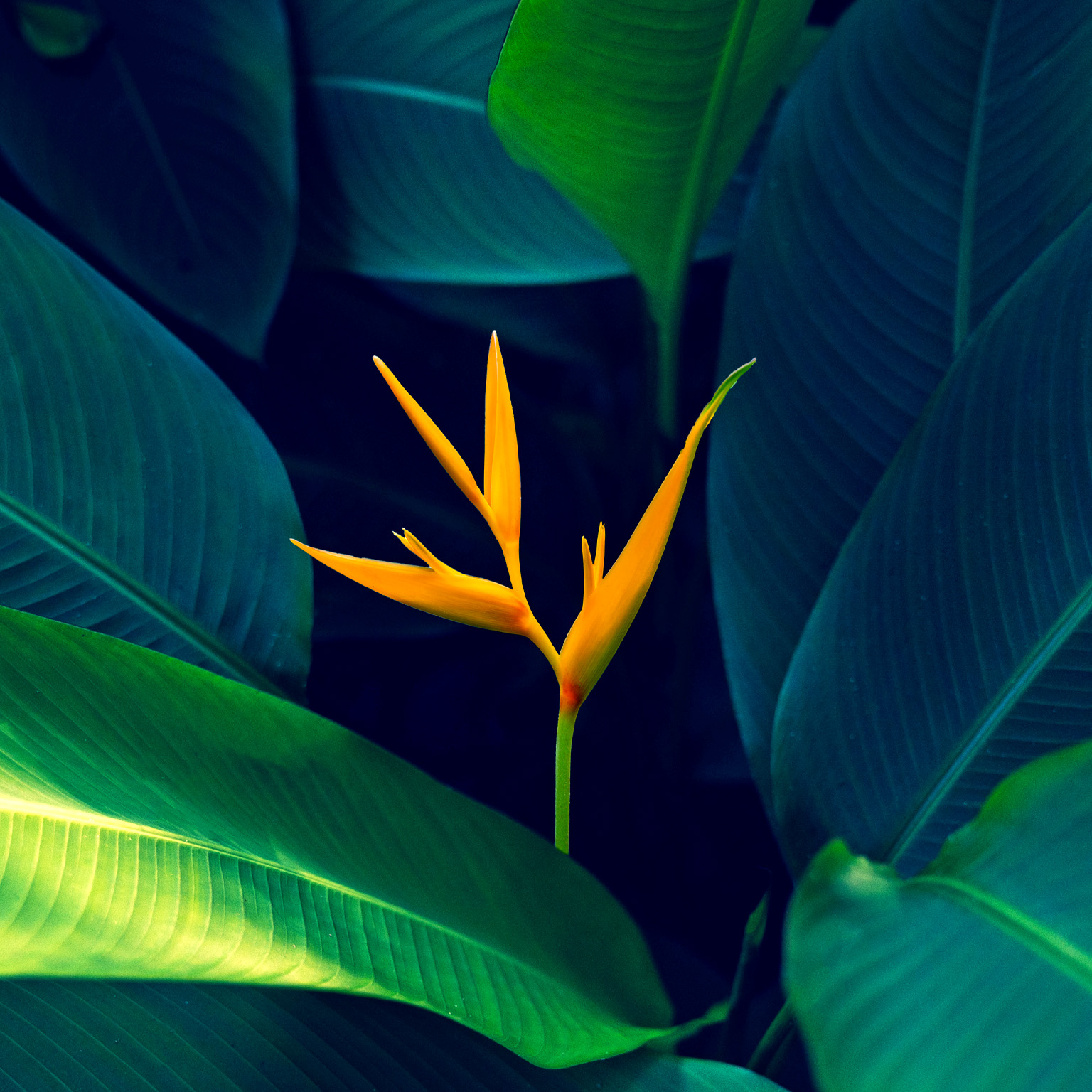 A vibrant orange bird of paradise flower surrounded by dense green foliage.