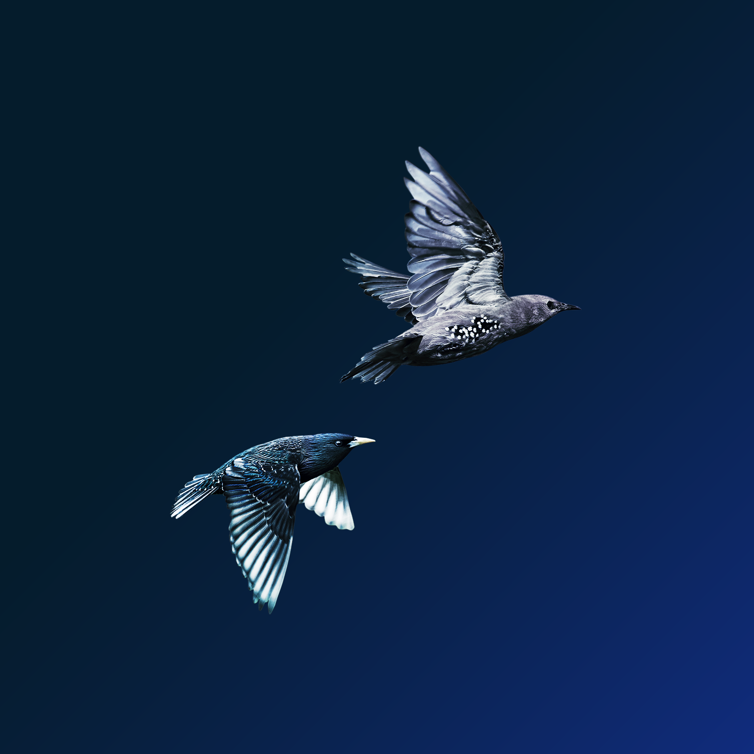 The journey to an agile organization