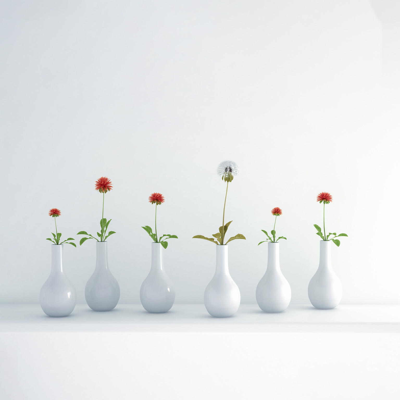 Six simple white vases arranged in a row, each holding a single-stemmed flower. Five of the flowers are vibrant red, but one dull-seeded dandelion rises slightly taller than the rest.