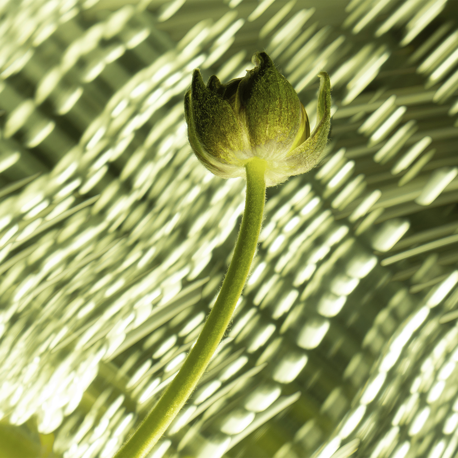 photo of flower under blanket