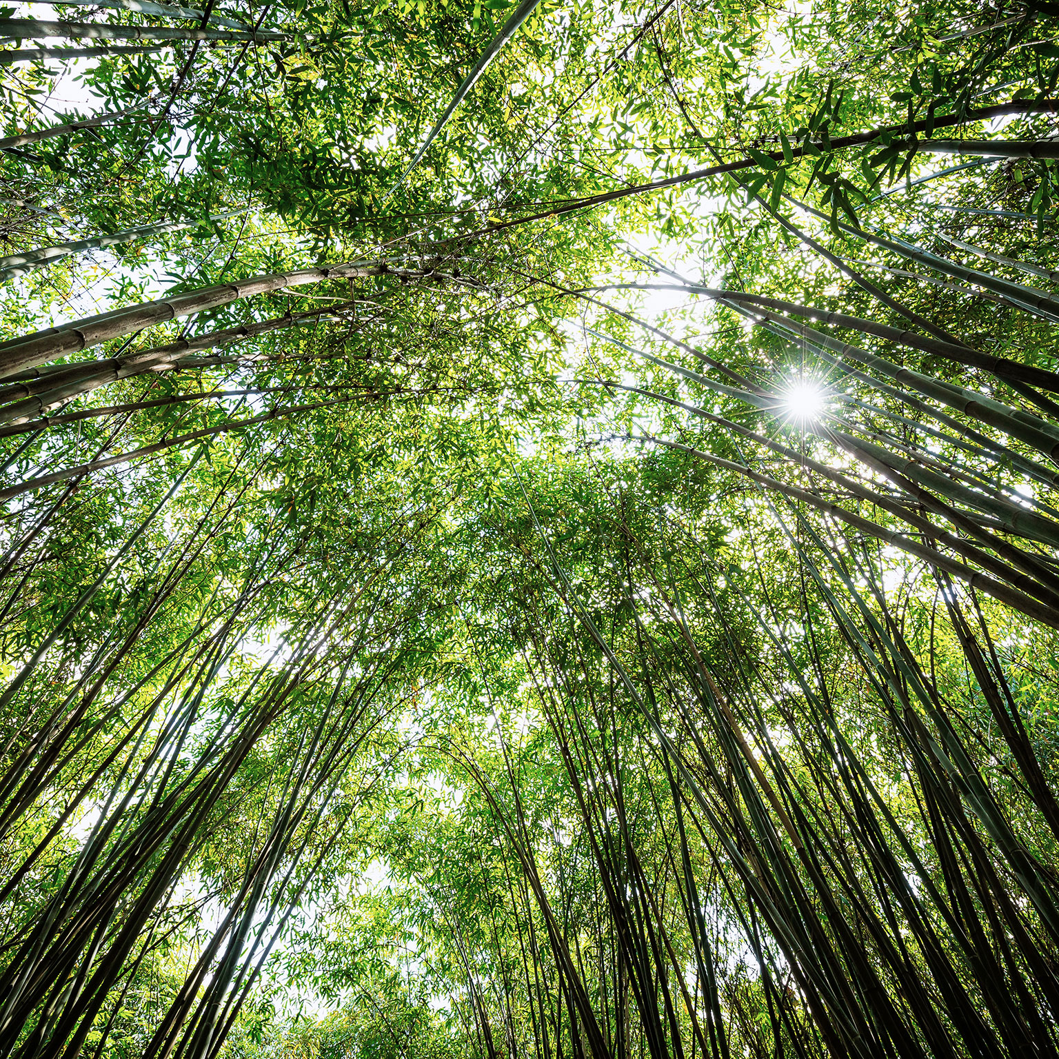 Rev up your growth engine: Lessons from through-cycle outperformers