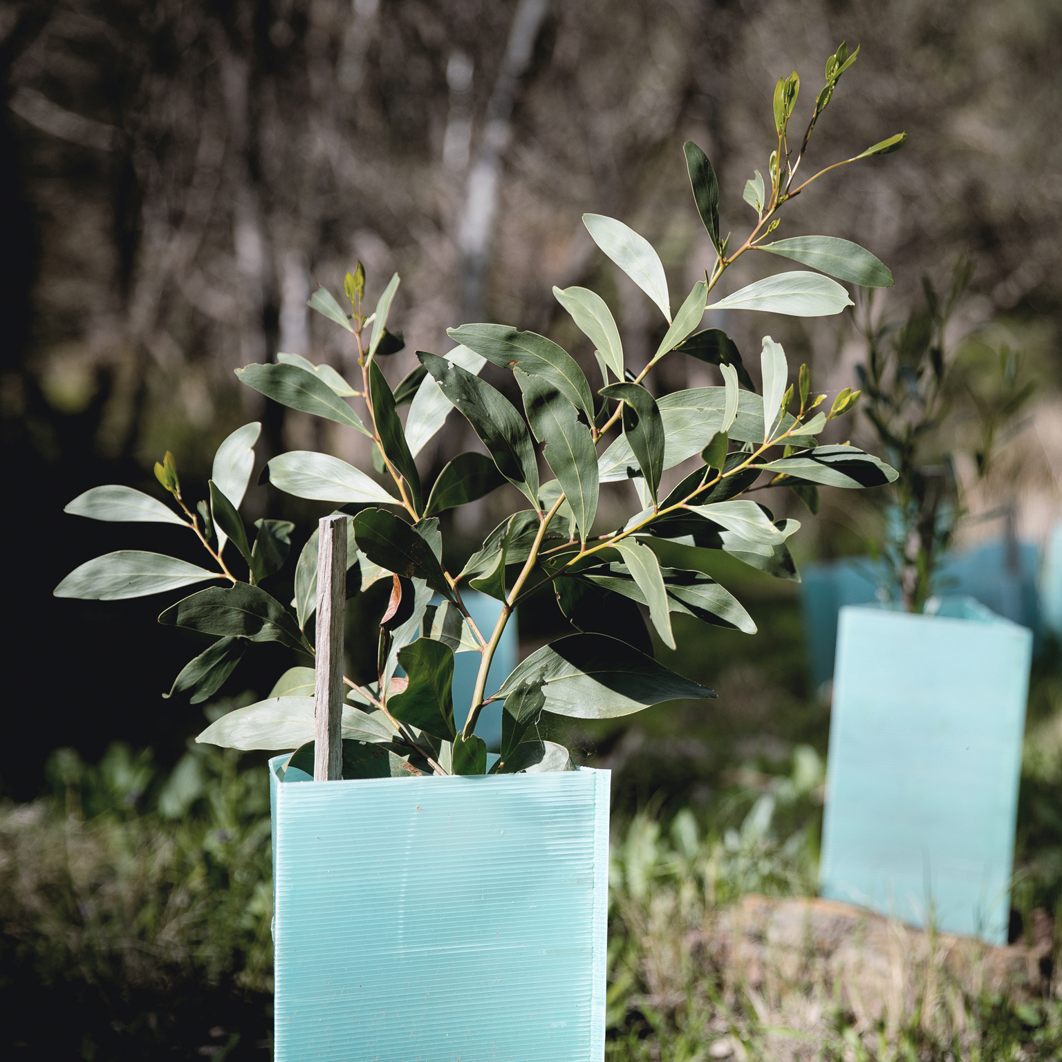 Scaling voluntary carbon markets to help meet climate goals