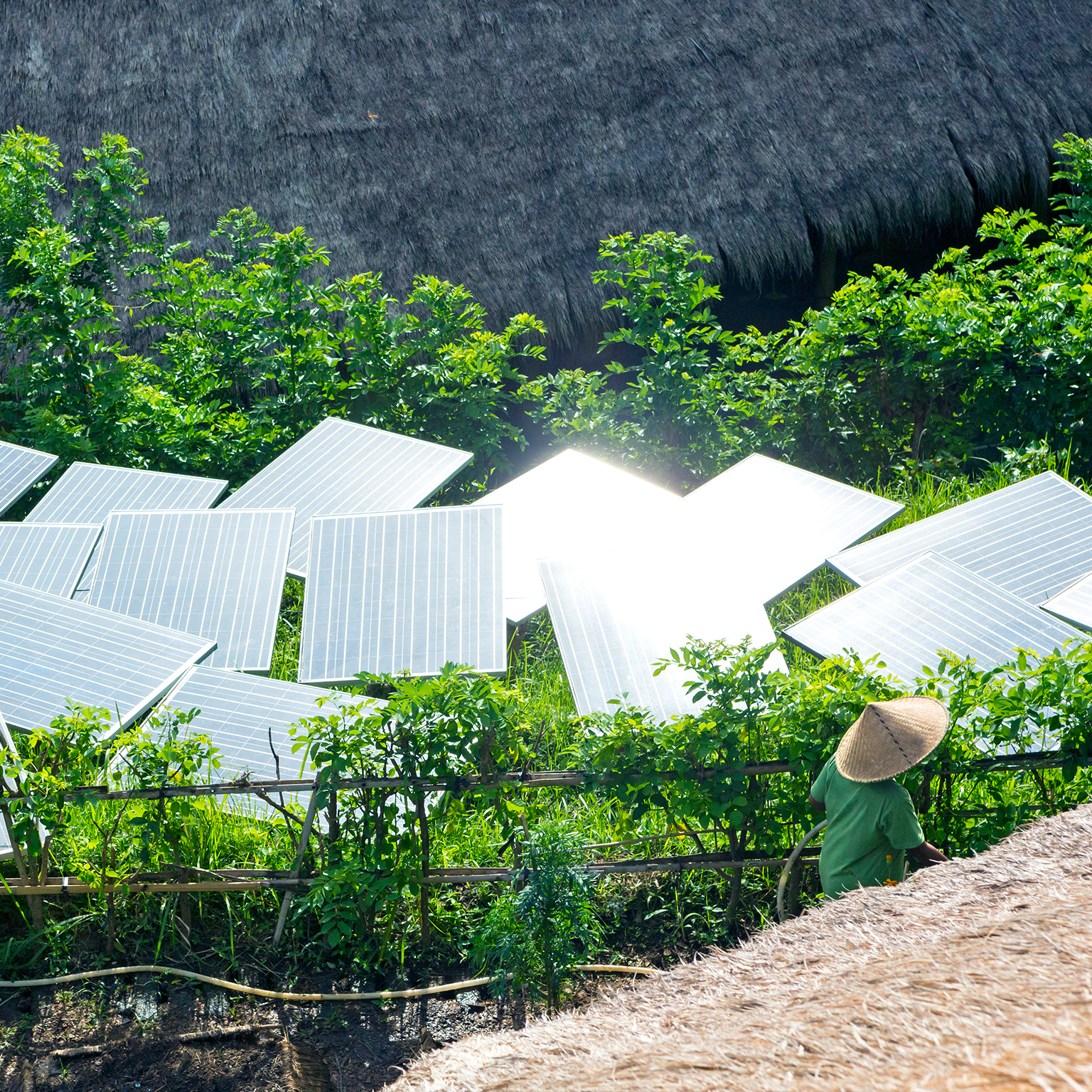 Solar panels in tropical garden