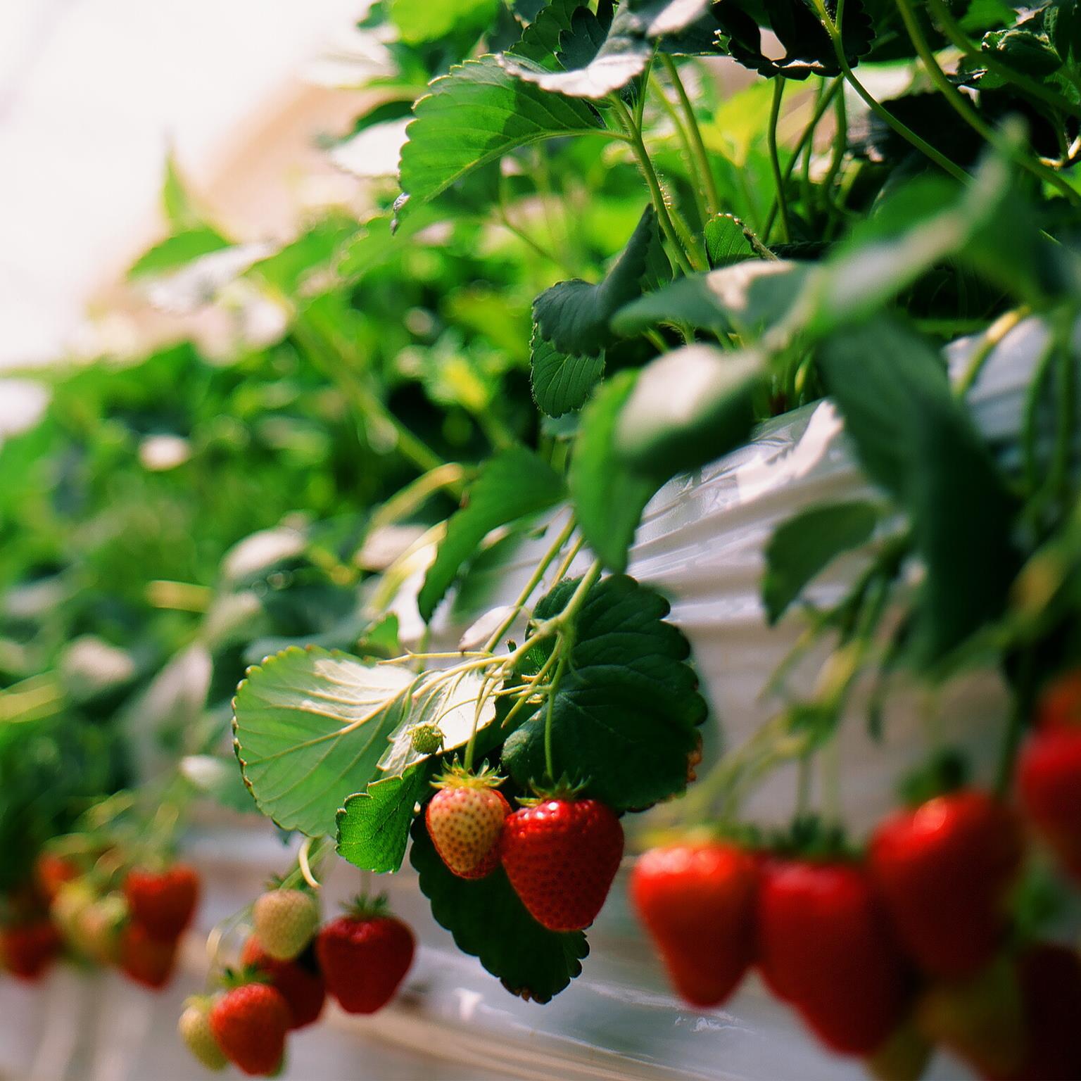 q16_web_danone_131708478_1536x1536_Standard