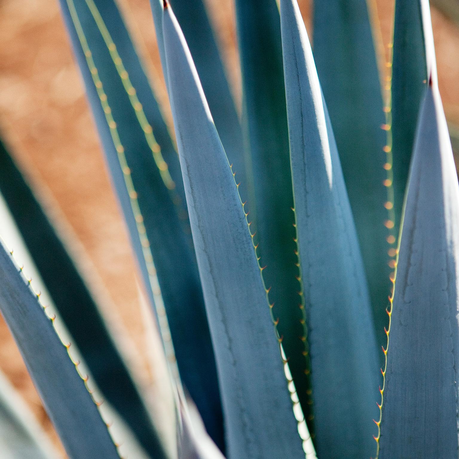 MGI-Mexico_1536x1536v3_Original