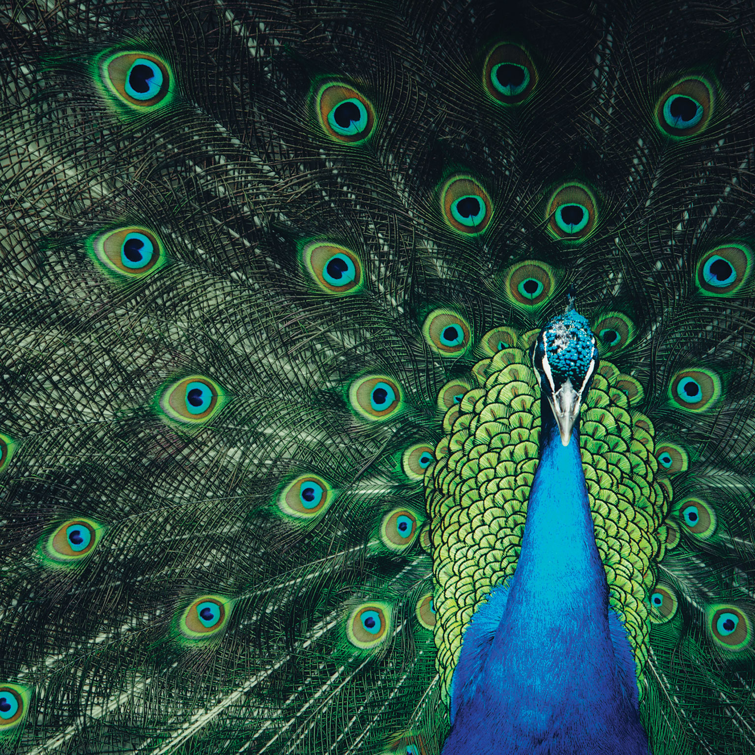 Confronting overconfidence in talent strategy, management, and development