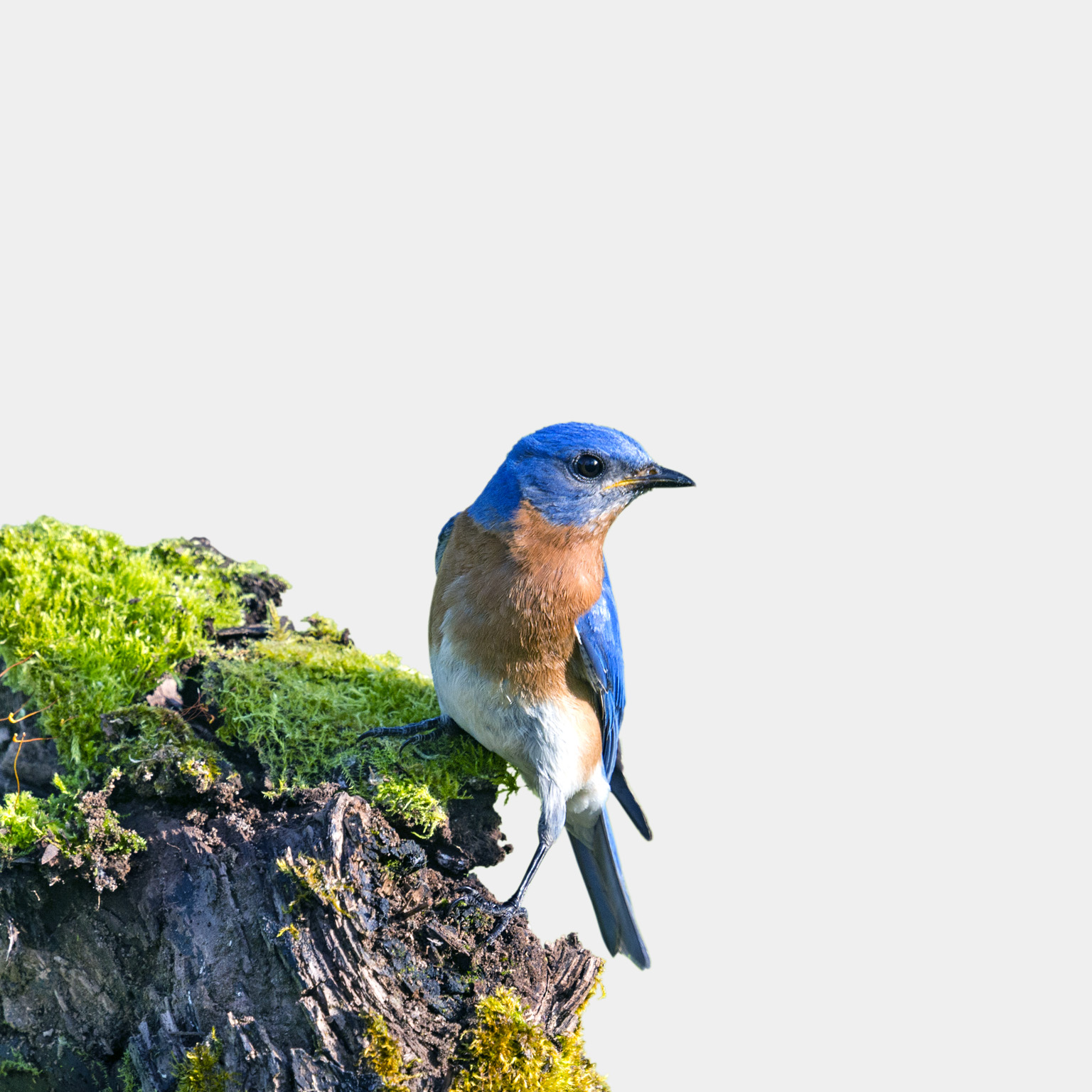 A male Eastern Bluebird perched on top of a mossy branch and set against a light blue background.