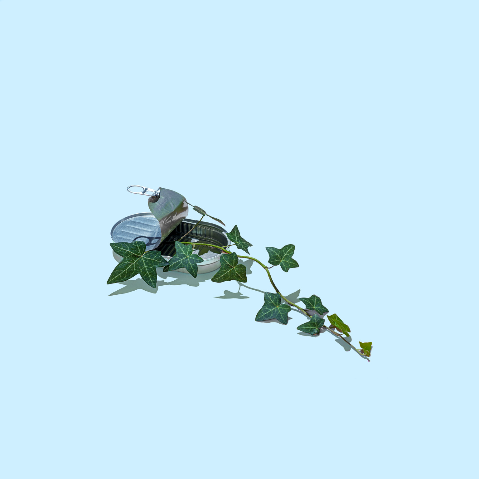 A vine of green ivy growing from an aluminum sardine tin on a light blue background.