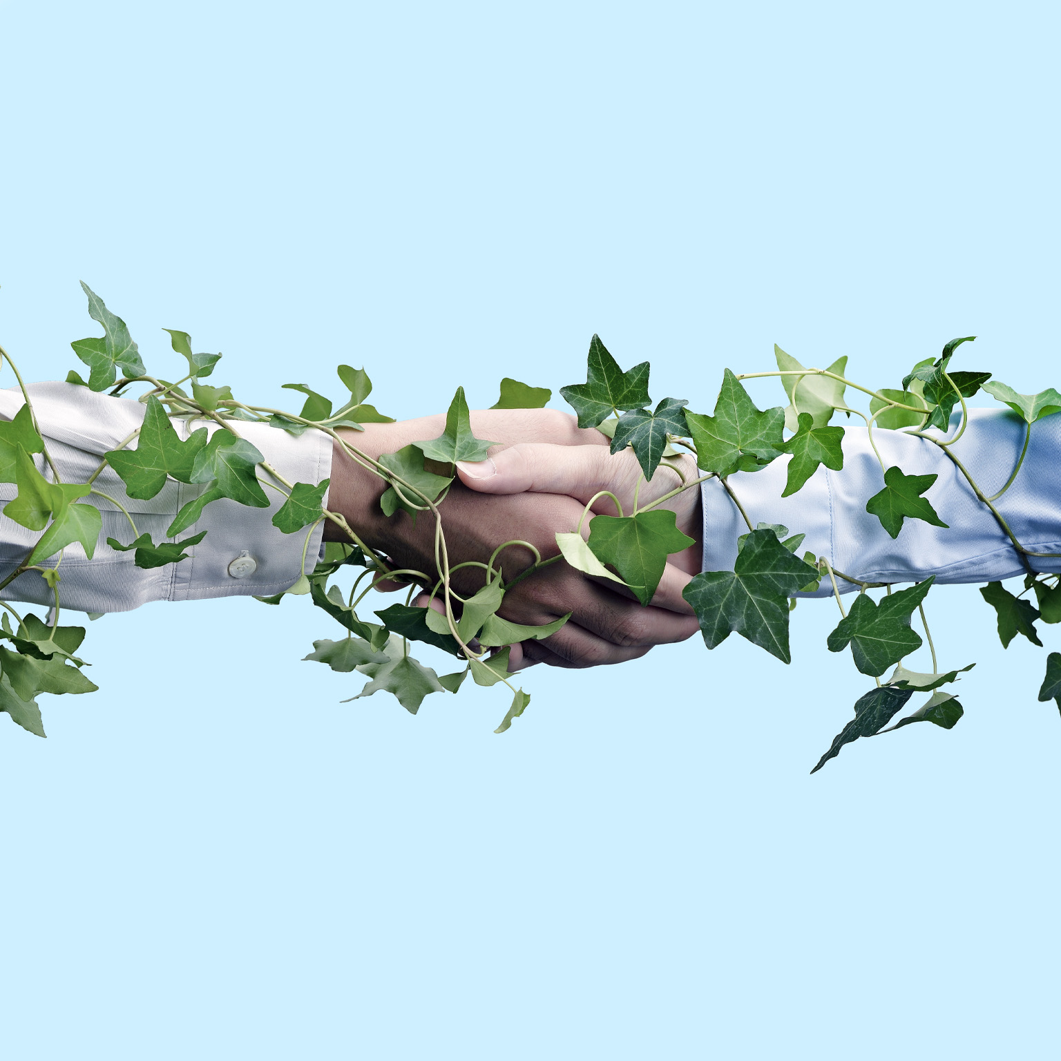 Close up detail of two business people shaking hands with an ivy vine wrapped around their arms and connecting them.