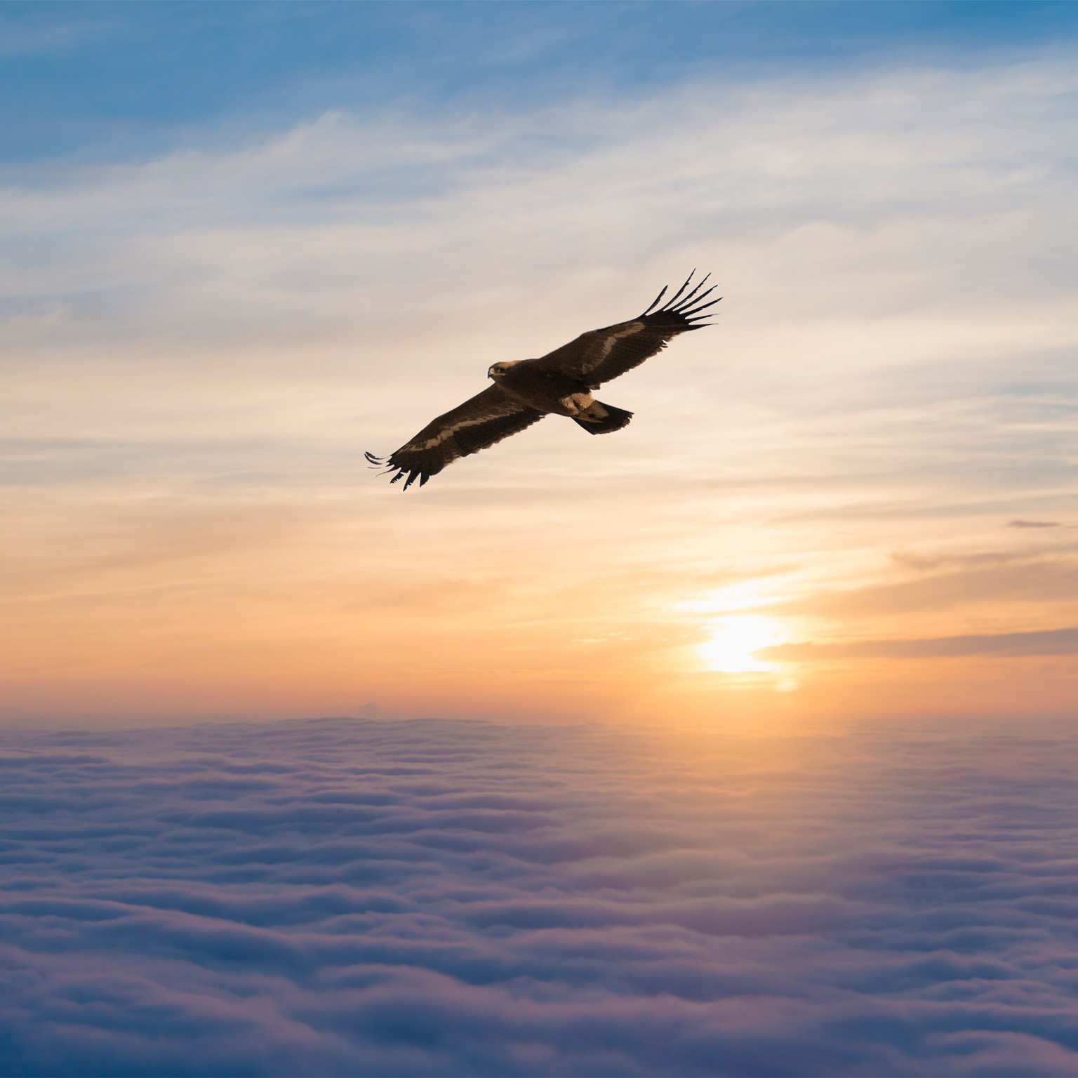 photo bird soaring over clouds with sunset in background