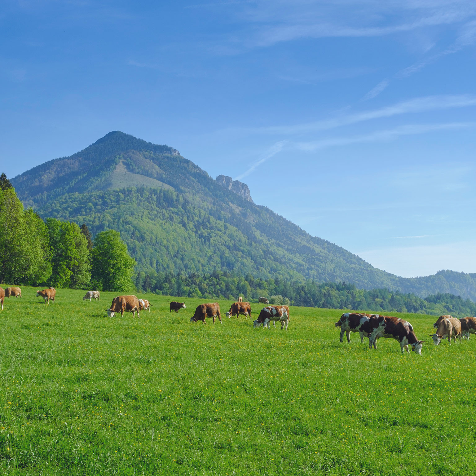 Achieving optimal yields and efficiency in European meat processing