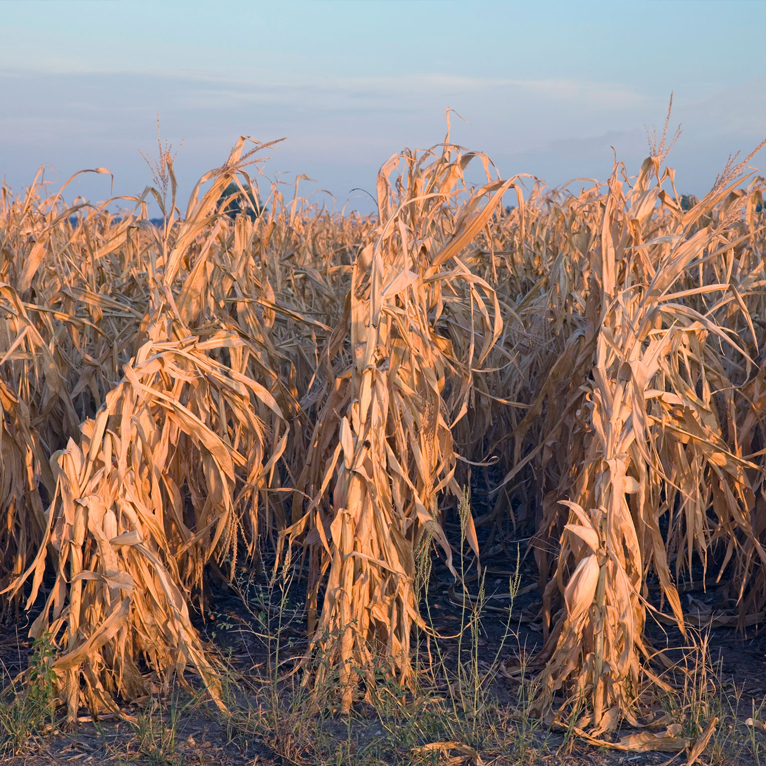 Corn field burnt during drought