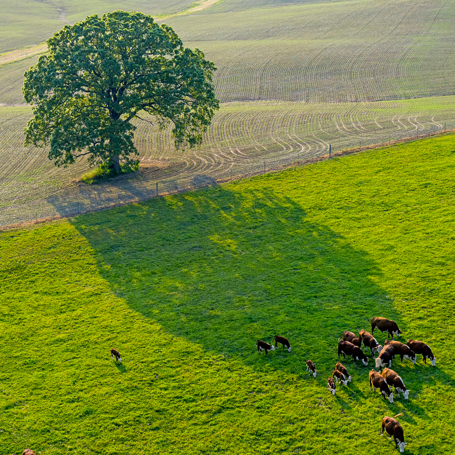 An elevated aerial view of a herd of cows in a field with a tree.
