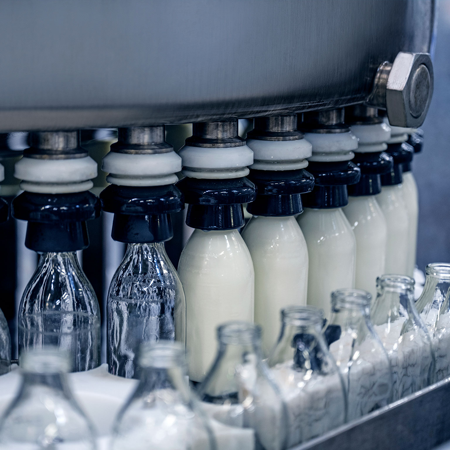 Milk bottles filling and capping