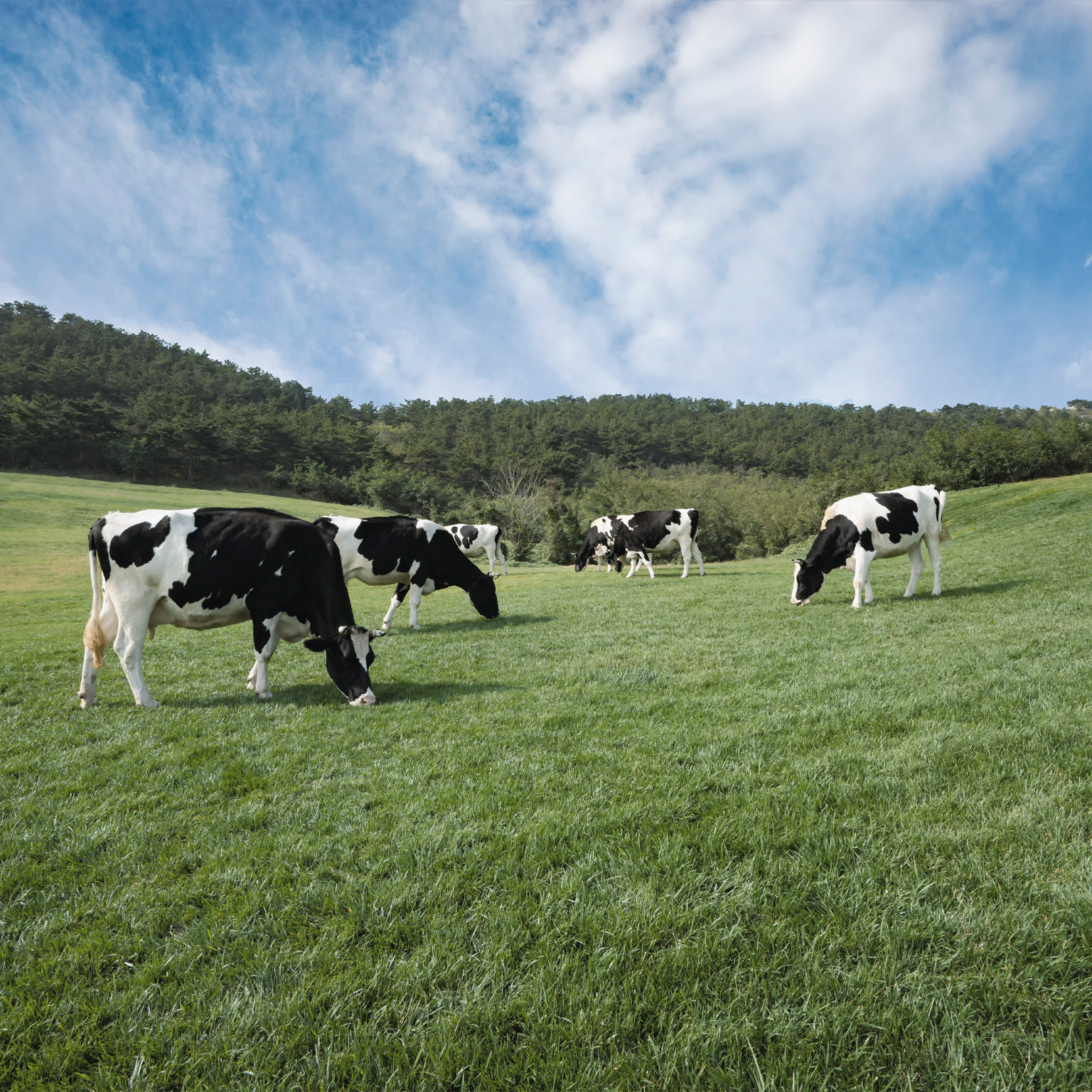 What US dairy executives learned from the pandemic