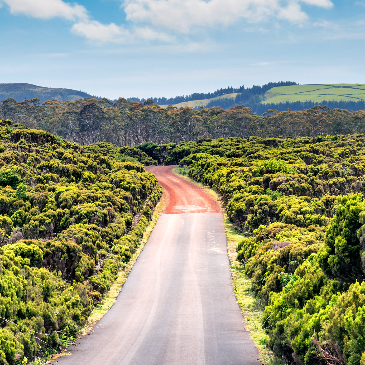 The image shows a paved road that transitions to a dirt road winding through dense green shrubs and low vegetation in a rural landscape. Rolling hills and scattered trees rise in the distance beneath a bright blue sky dotted with soft white clouds.