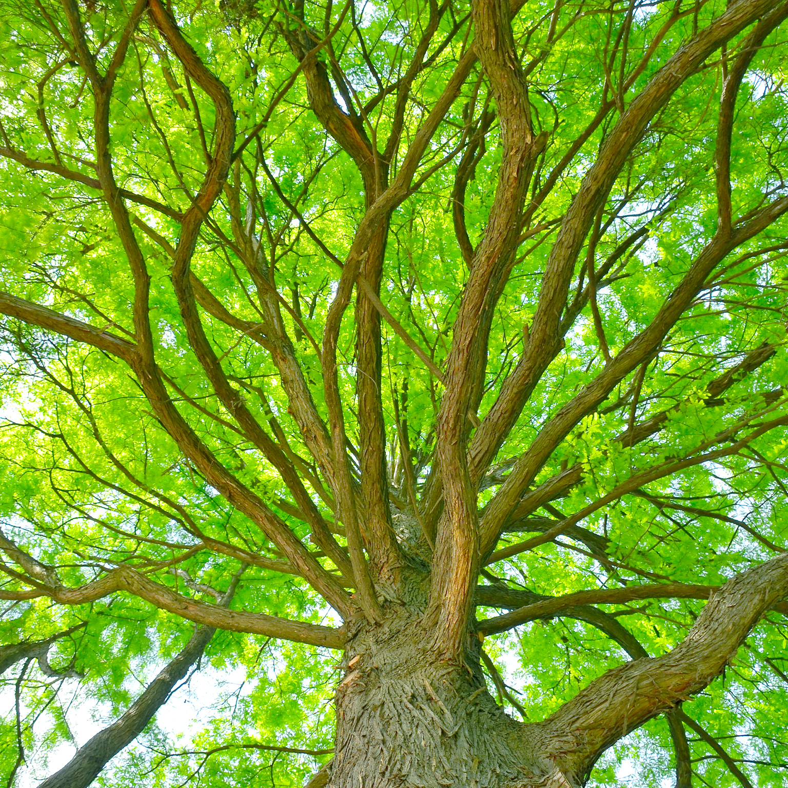 Upward shot from the trunk of a tree, looking up at the branches and green leaves