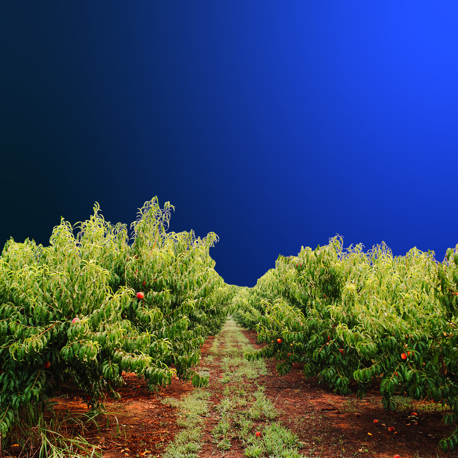 Blue sky over blooming trees