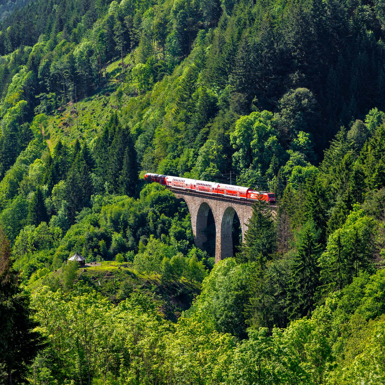 Scenic View Of Forest - stock photo