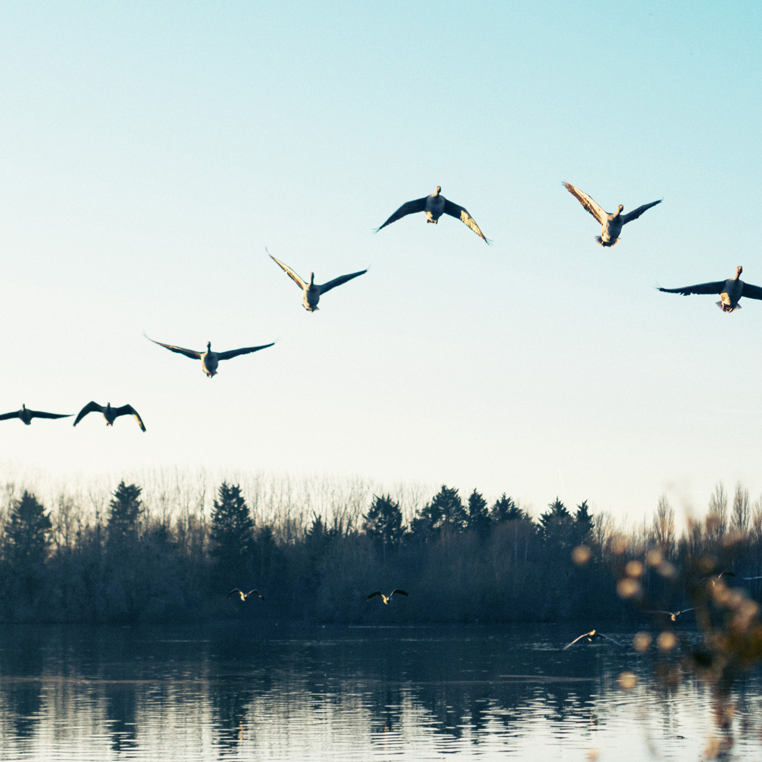 Silhouette of birds flying over lake against sky during sunset - stock photo
