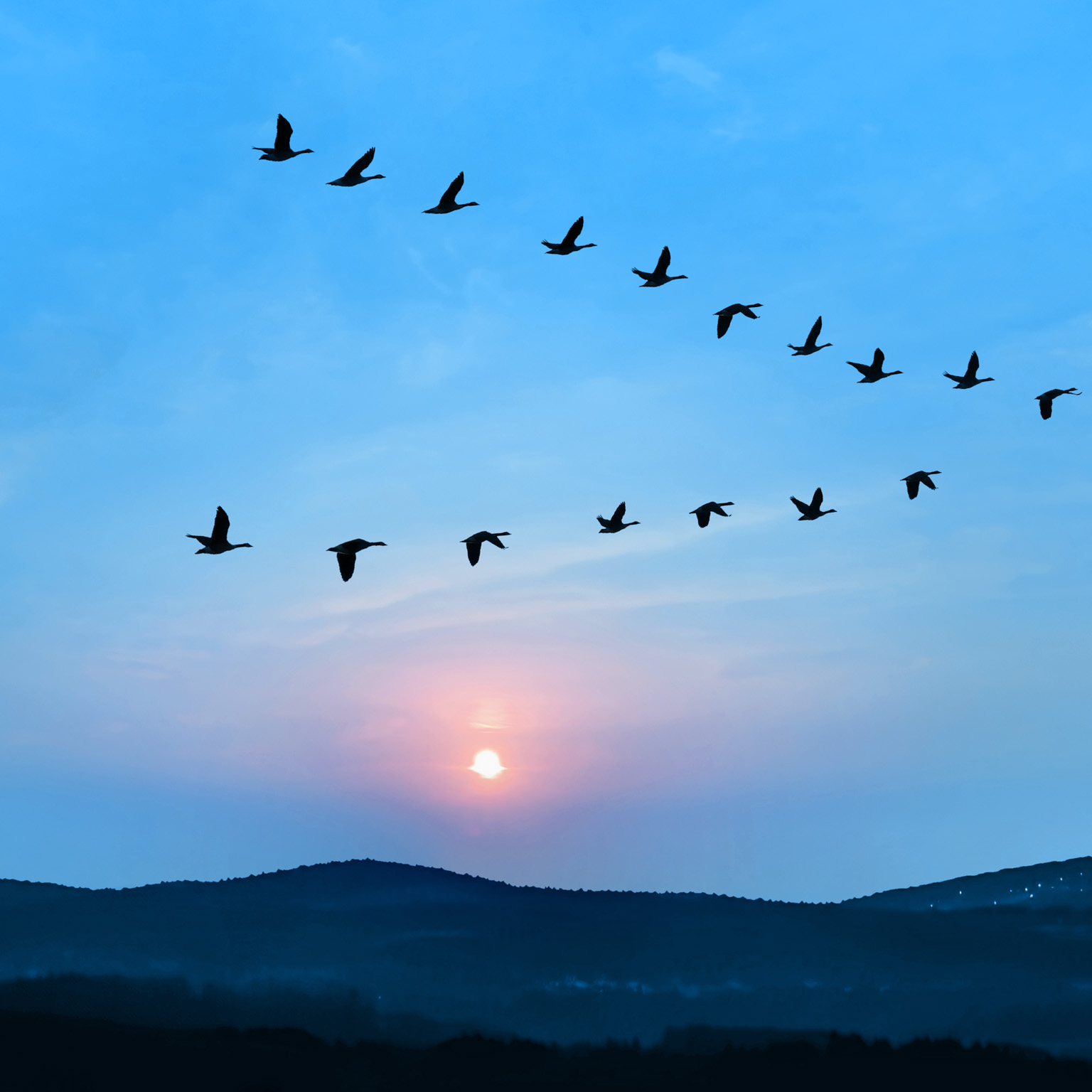 Flock of birds flying in v formation against sunset sky background - stock photo