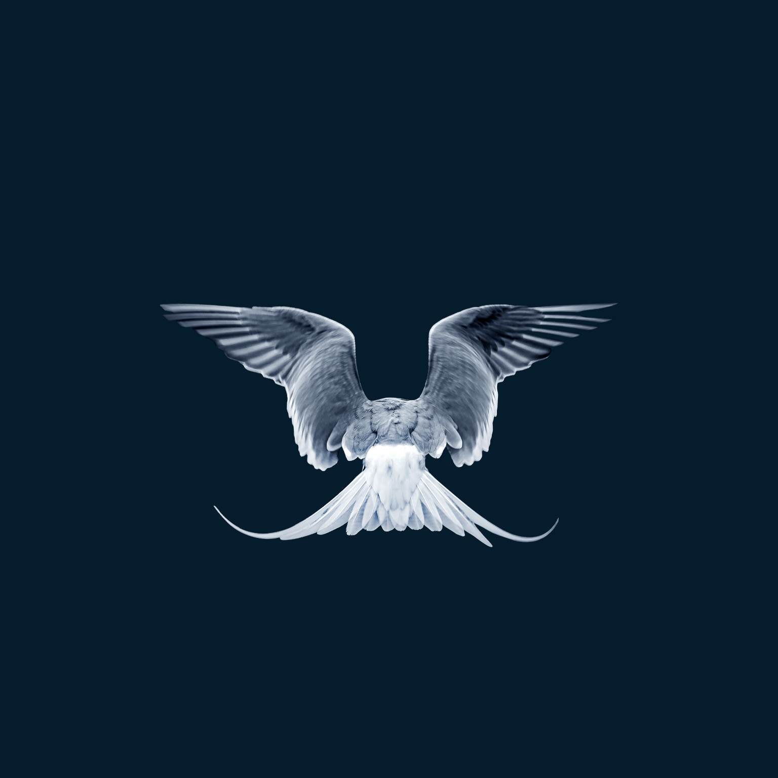 A close-up image captures the back of a gray and white tern in flight against a dark blue backdrop. The bird's wings are outstretched, with the ends of its long tail feathers turning upward as they catch the air.