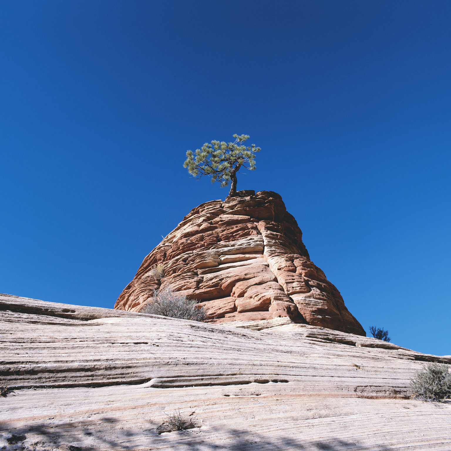 O imperativo da resiliência:  sucesso em tempos de incerteza