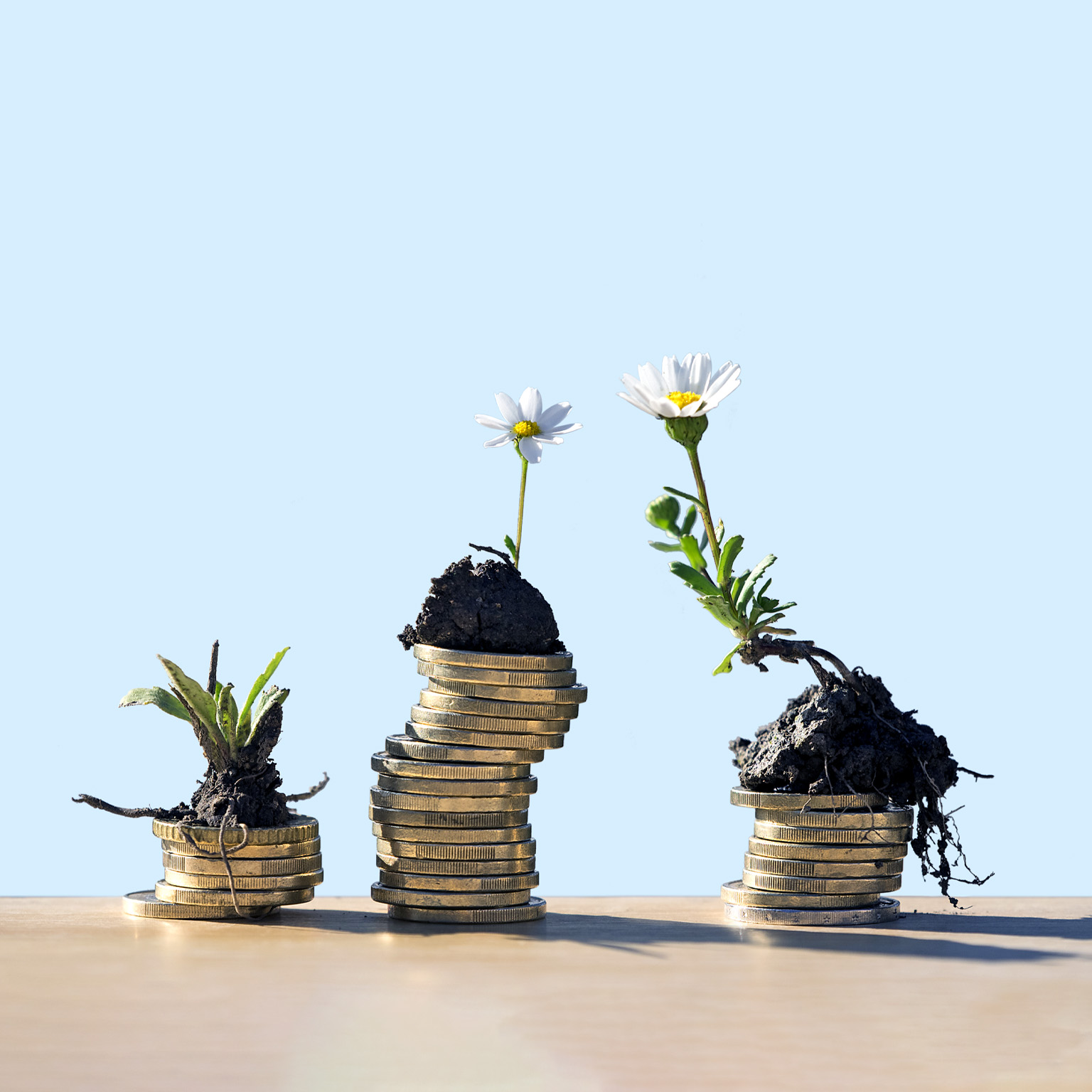 Three stacks of coins of different heights. Small daisy seedlings of varying maturity are placed on top of each stack.