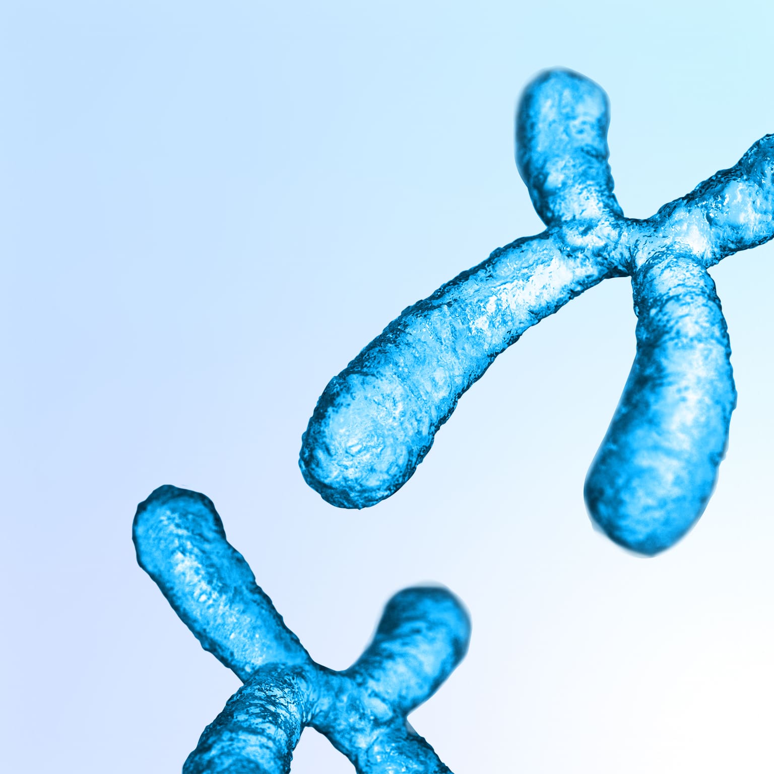 Blue-colored chromosome structure in microscopic view