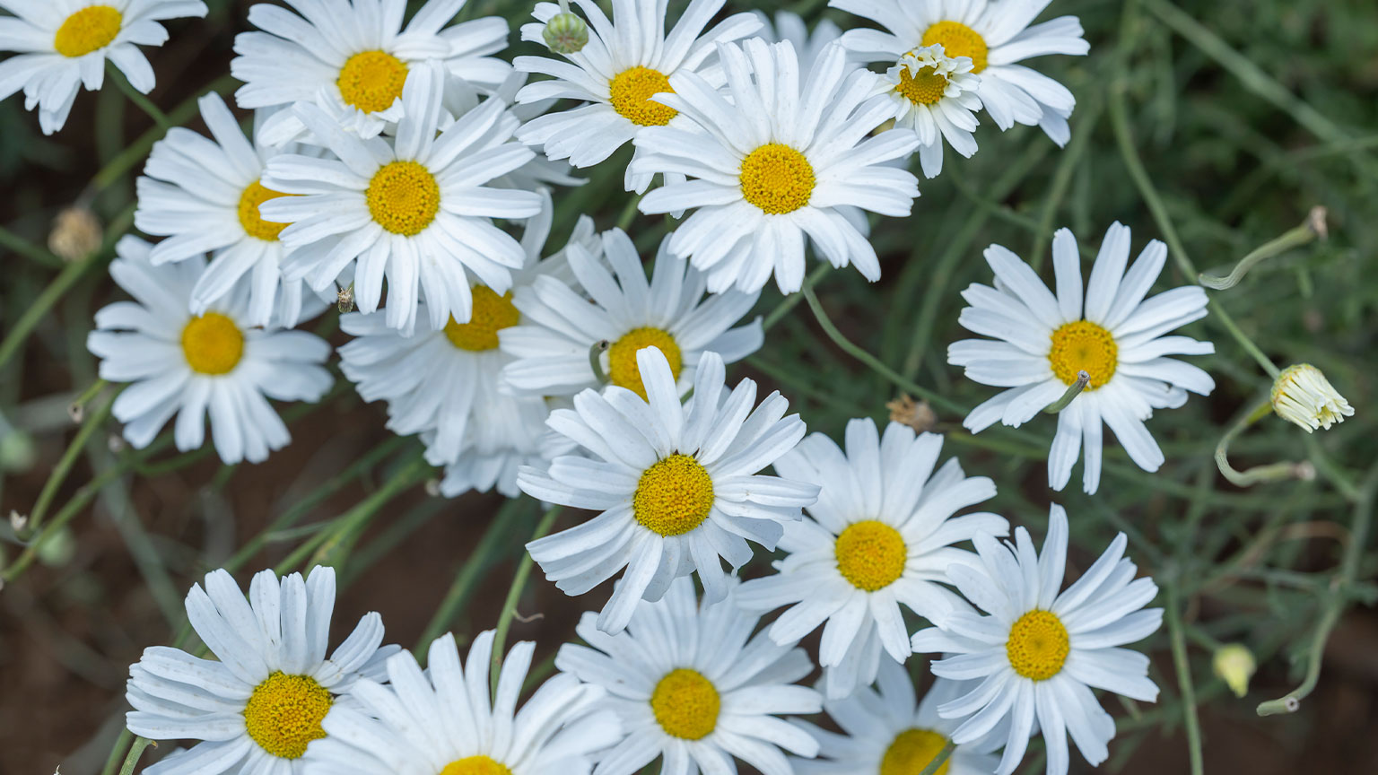 White daisy flowers representing East Africa's rural farming economic potential